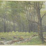 Stream in forest - Fr. Tvrz