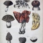 Jacob Xaver Schmuzer - Mushrooms