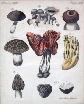 Jacob Xaver Schmuzer - Mushrooms