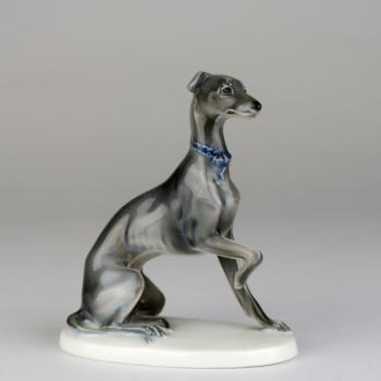 Litle greyhound