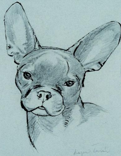 A French bulldog from the front