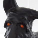 Scottish Terrier with red eyes and muzzle Scottish Terrier with red eyes and muzzle