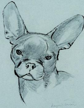 A French bulldog from the front A French bulldog from the front