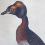 Johann Carl Bock - Yellow-horned Grebe Johann Carl Bock - Yellow-horned Grebe