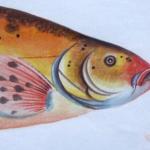 Marcus Elieser Bloch - Cyprinus Tinta Auratus Marcus Elieser Bloch - Cyprinus Tinta Auratus
