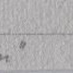 Olga Cechova - Cornelus, Leopard Golden Shadow  Olga Cechova - Cornelus, Leopard Golden Shadow