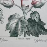 Josef Hercik - Iris, Rose  Josef Hercik - Iris, Rose