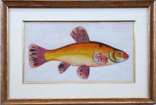 Marcus Elieser Bloch - Cyprinus Tinta Auratus Marcus Elieser Bloch - Cyprinus Tinta Auratus