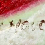 Jan Novotný Sr. (1929 - 2005) Jan Novotný Sr. (1929 - 2005)