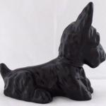 Scottish Terrier with red eyes and muzzle Scottish Terrier with red eyes and muzzle