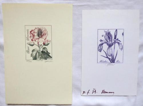 Josef Hercik - Iris, Rose  Josef Hercik - Iris, Rose