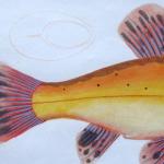 Marcus Elieser Bloch - Cyprinus Tinta Auratus Marcus Elieser Bloch - Cyprinus Tinta Auratus