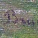 Gödl-Brandhuber Lili - View of Iffeldorf in Bavari Gödl-Brandhuber Lili - View of Iffeldorf in Bavari