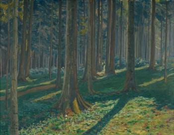 An interier of a forest An interier of a forest