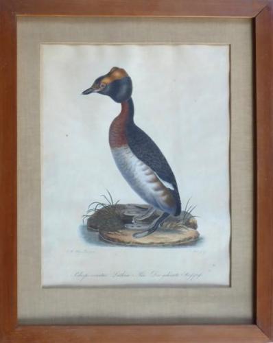 Johann Carl Bock - Yellow-horned Grebe Johann Carl Bock - Yellow-horned Grebe