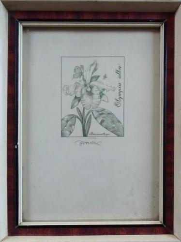 Josef Hercik - Orchid Josef Hercik - Orchid