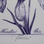 Josef Hercik - Iris, Rose  Josef Hercik - Iris, Rose