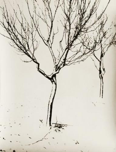 Josef Prošek (1923 - 1992), Winter of trees, 1953 Josef Prošek (1923 - 1992), Winter of trees, 1953