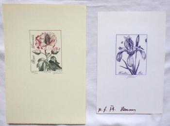 Josef Hercik - Iris, Rose  Josef Hercik - Iris, Rose