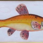 Marcus Elieser Bloch - Cyprinus Tinta Auratus Marcus Elieser Bloch - Cyprinus Tinta Auratus