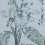 Josef Hercik - Orchid Josef Hercik - Orchid