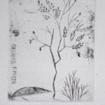 Olga Pavalova - Cat, Bird, Flowers  Olga Pavalova - Cat, Bird, Flowers