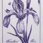 Josef Hercik - Iris, Rose  Josef Hercik - Iris, Rose