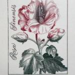 Josef Hercik - Iris, Rose  Josef Hercik - Iris, Rose