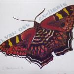 Zuzana Oberthorova - Butterflies 