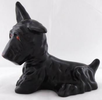 Scottish Terrier with red eyes and muzzle