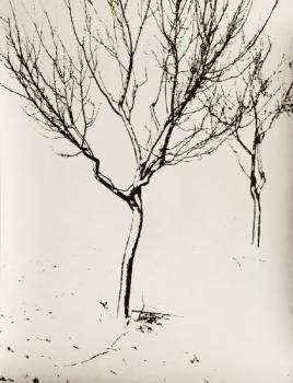 Josef Proek: Winter of trees